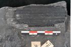 Foto (Detailansicht) von Senftenbergia crenata Lindl. et H. (NHMW-GEO-2024-0188-10944)